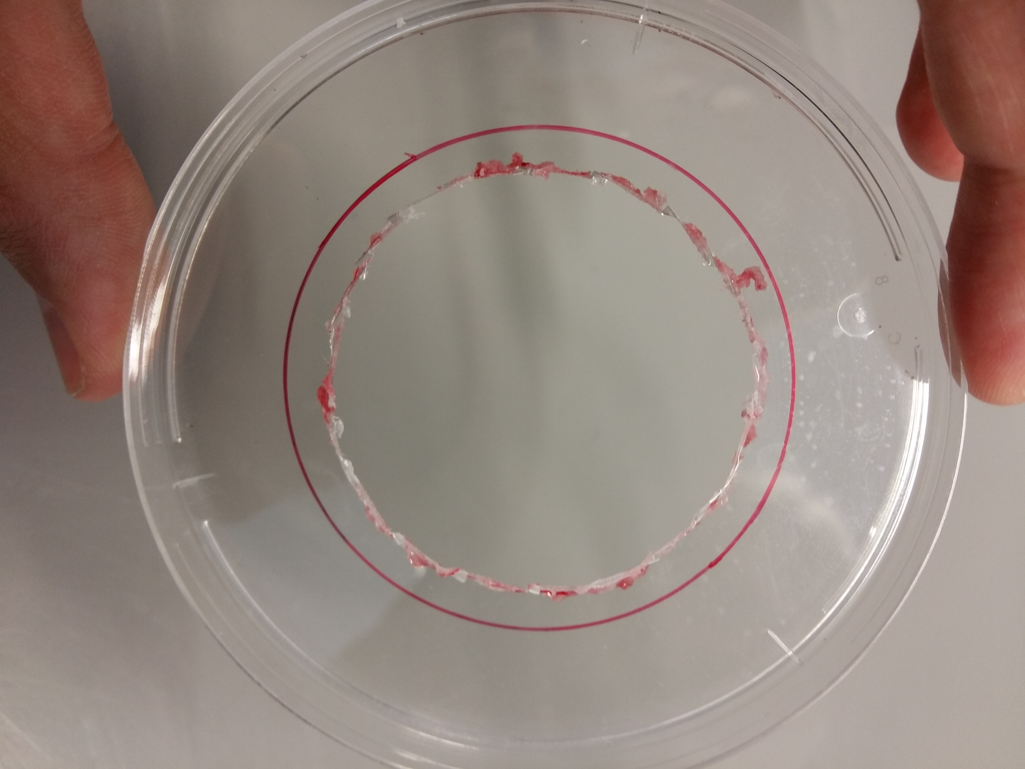 Opening in the larger petri dish.