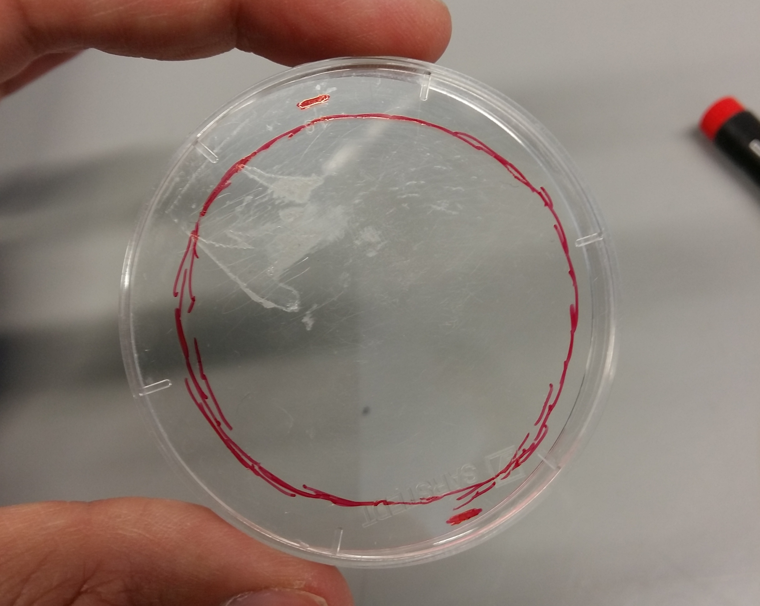 Outline of the opening in the smaller cover slip. Note the markings of the cover slip size.