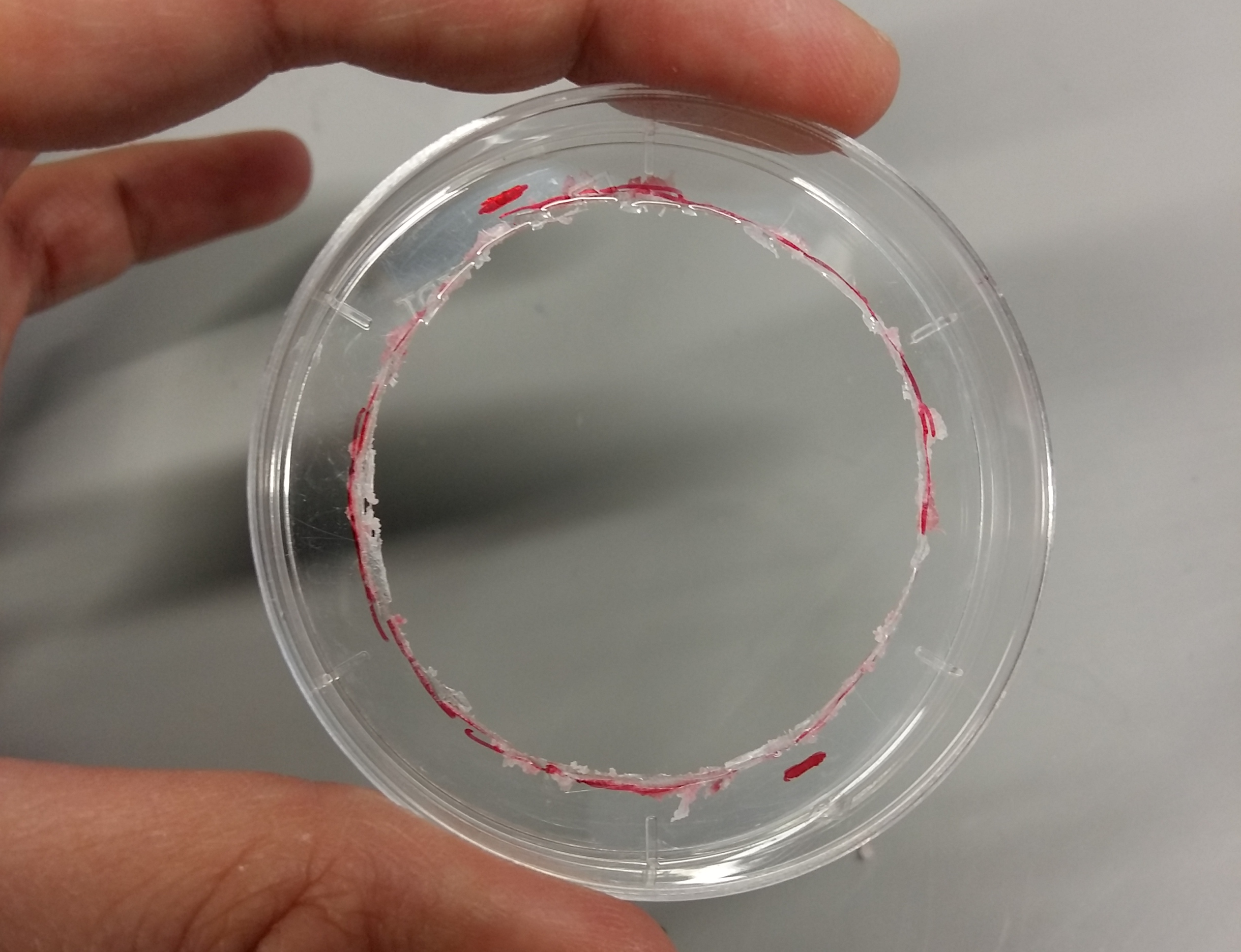 Opening in the smaller petri dish.